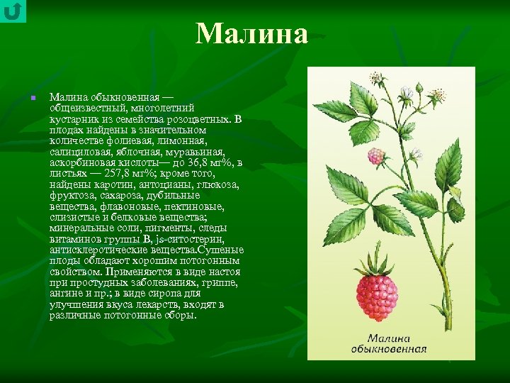 Малина n Малина обыкновенная — общеизвестный, многолетний кустарник из семейства розоцветных. В плодах найдены