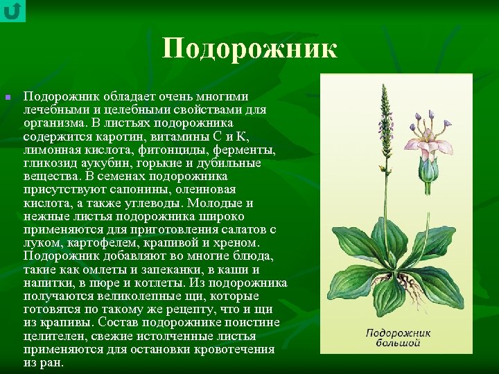 Подорожник n Подорожник обладает очень многими лечебными и целебными свойствами для организма. В листьях