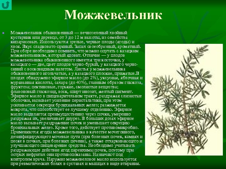 Можжевельник n Можжевельник обыкновенный — вечнозеленый хвойный кустарник или деревцо, от 3 до 12