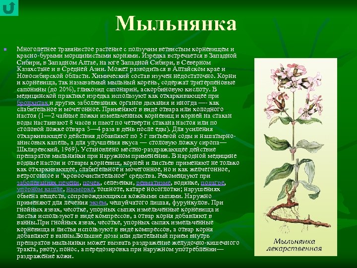 Мыльнянка n Многолетнее травянистое растение с ползучим ветвистым корневищем и красно бурыми морщинистыми корнями.