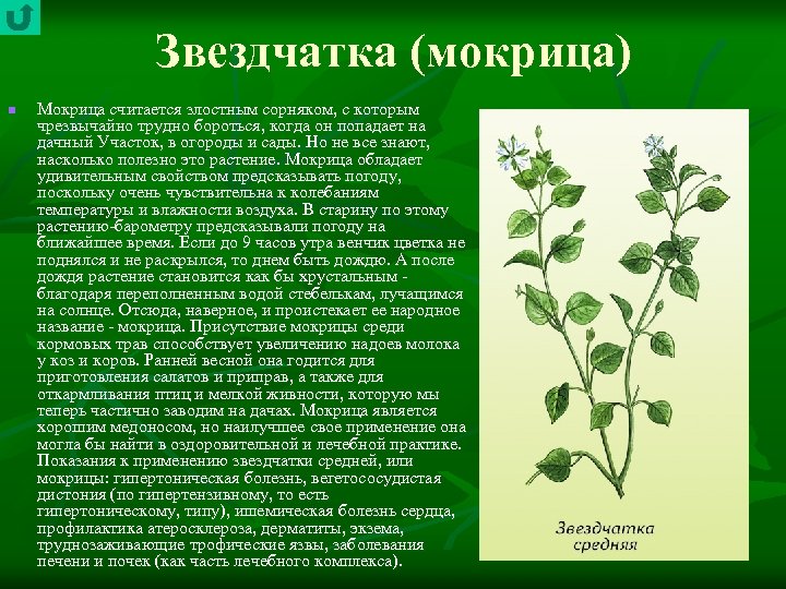 Звездчатка (мокрица) n Мокрица считается злостным сорняком, с которым чрезвычайно трудно бороться, когда он