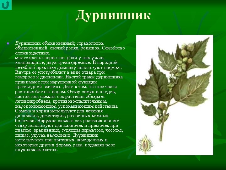 Дурнишник n Дурнишник обыкновенный; страхополох обыкновенный, овечий репях, репяшок. Семейство сложноцветных. многократно перистые, доли