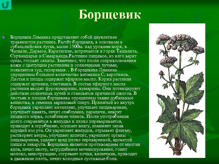 Борщевик n Борщевик Леманна представляет собой двухлетнее травянистое растение. Растёт борщевик, в основном в