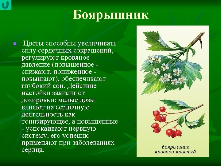 Боярышник n Цветы способны увеличивать силу сердечных сокращений, регулируют кровяное давление (повышенное снижают, пониженное