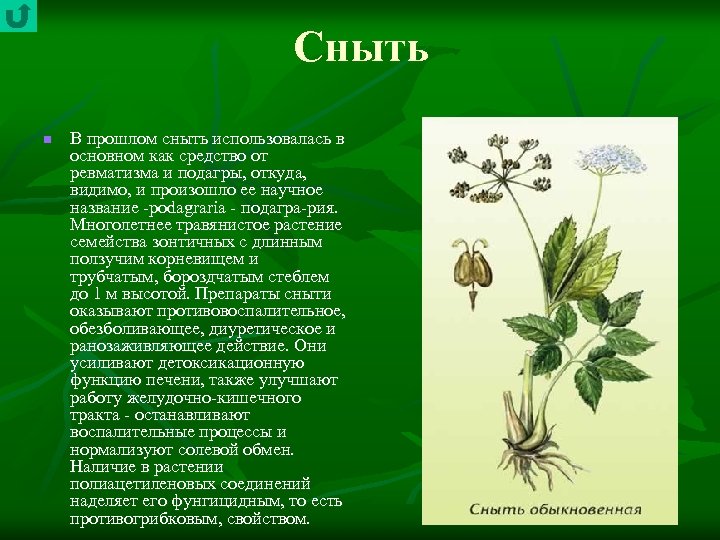 Сныть n В прошлом сныть использовалась в основном как средство от ревматизма и подагры,