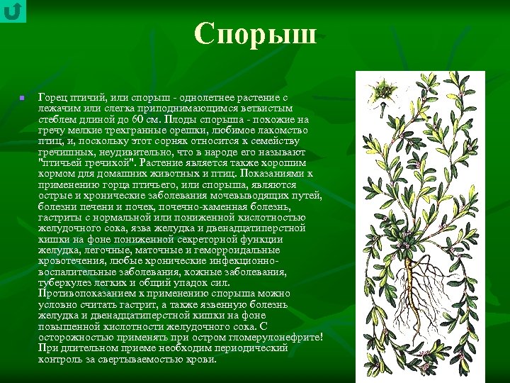 Спорыш n Горец птичий, или спорыш однолетнее растение с лежачим или слегка приподнимающимся ветвистым