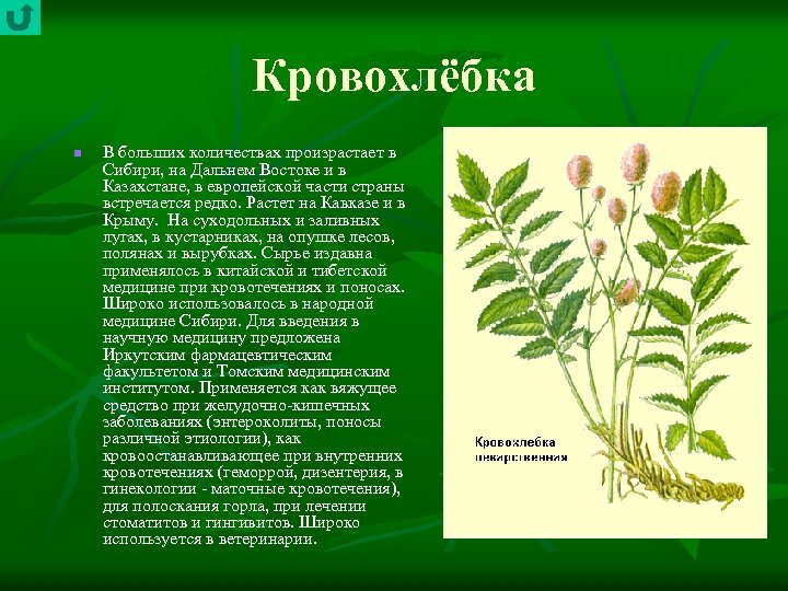 Кровохлёбка n В больших количествах произрастает в Сибири, на Дальнем Востоке и в Казахстане,