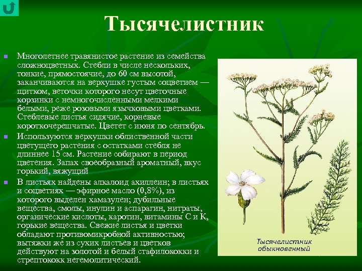 Тысячелистник n n n Многолетнее травянистое растение из семейства сложноцветных. Стебли в числе нескольких,