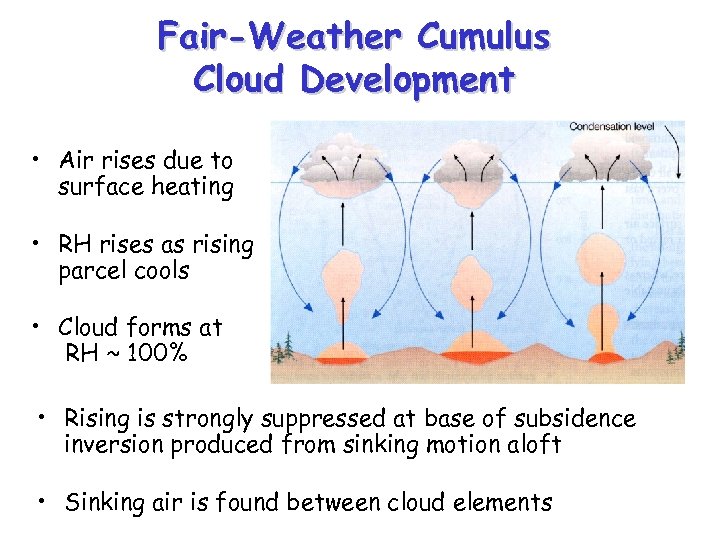 Fair-Weather Cumulus Cloud Development • Air rises due to surface heating • RH rises