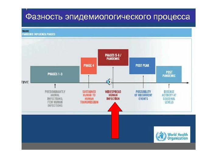 Фазность эпидемиологического процесса 
