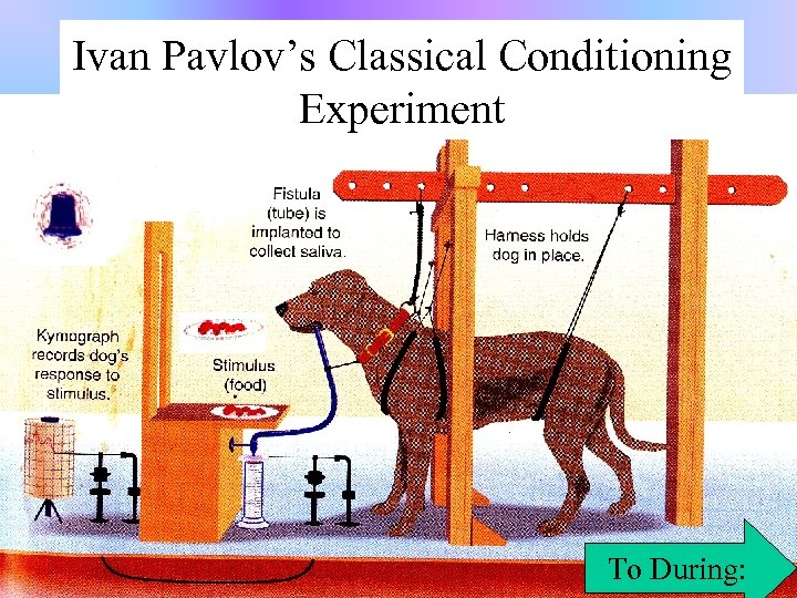 Ivan Pavlov’s Classical Conditioning Experiment To During: 