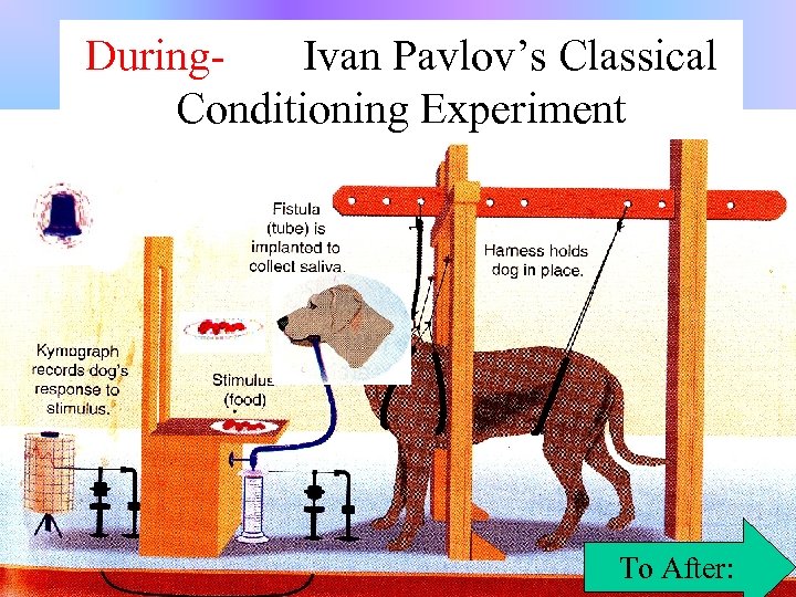 During. Ivan Pavlov’s Classical Conditioning Experiment To After: 