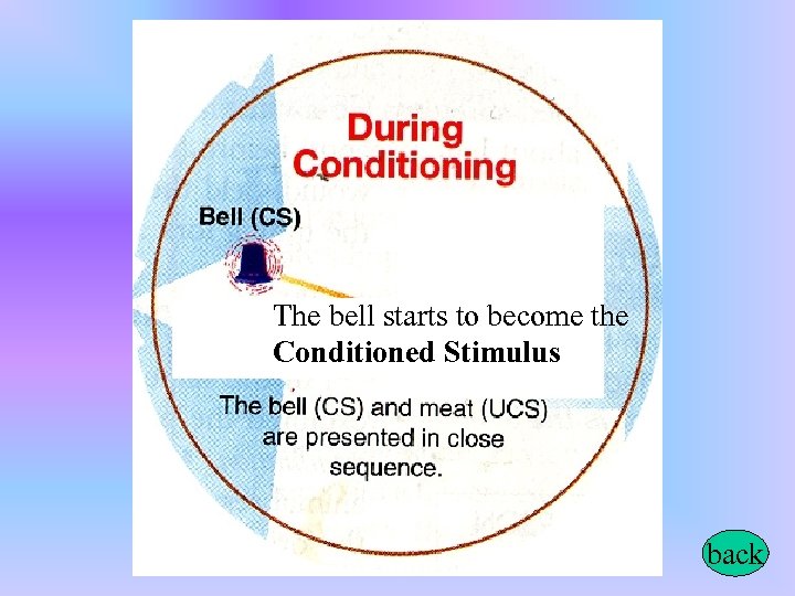 The bell starts to become the Conditioned Stimulus back 