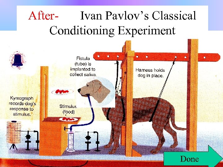 After. Ivan Pavlov’s Classical Conditioning Experiment Done 