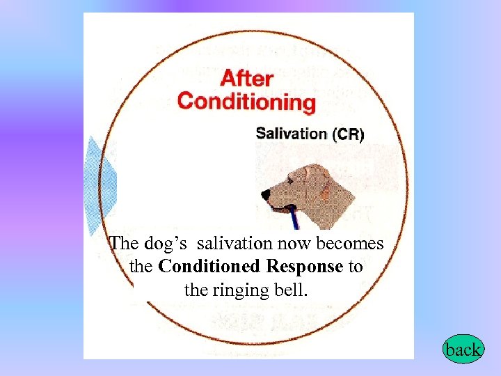 The dog’s salivation now becomes the Conditioned Response to the ringing bell. back 