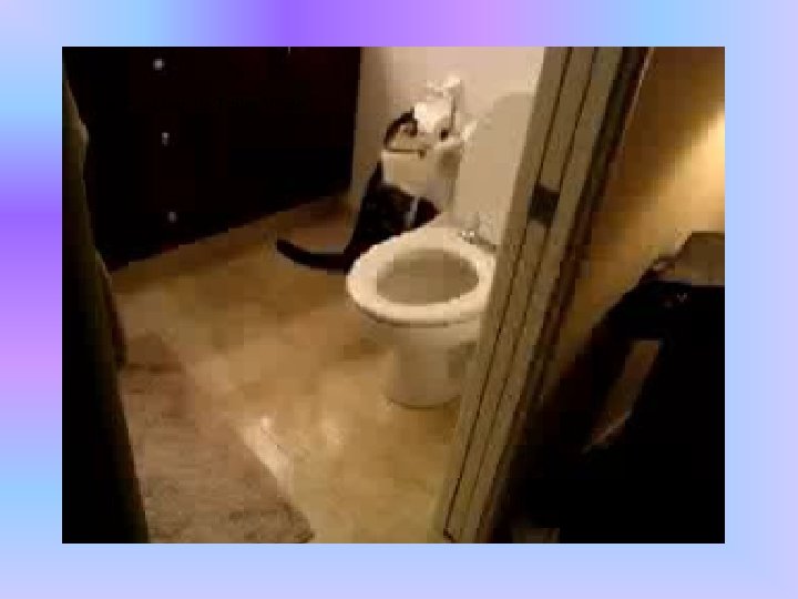 Cat Flushing the Toilet Video 