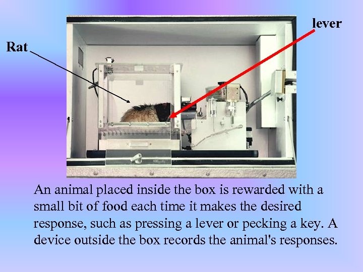 lever Rat An animal placed inside the box is rewarded with a small bit