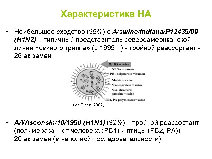 Характеристика HA • Наибольшее сходство (95%) с A/swine/Indiana/P 12439/00 (H 1 N 2) –