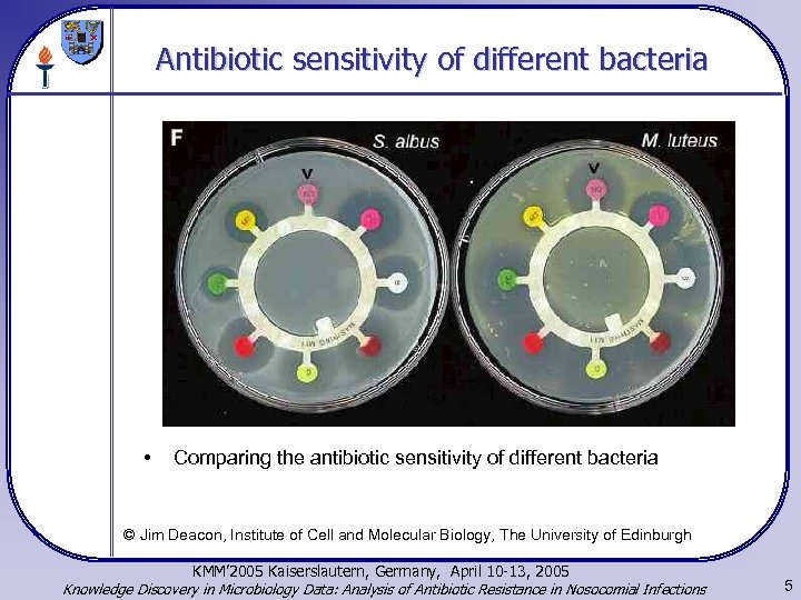 Antibiotic sensitivity of different bacteria • Comparing the antibiotic sensitivity of different bacteria ©