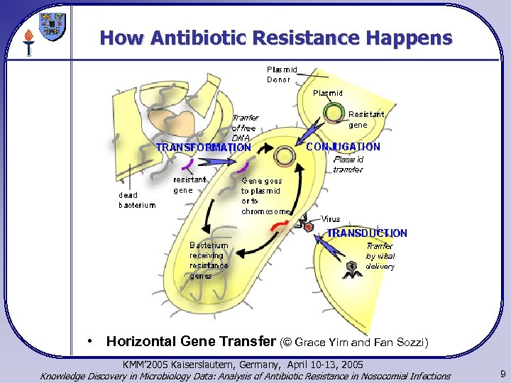 How Antibiotic Resistance Happens • Horizontal Gene Transfer (© Grace Yim and Fan Sozzi)