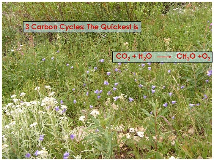 3 Carbon Cycles: The Quickest is CO 2 + H 2 O CH 2