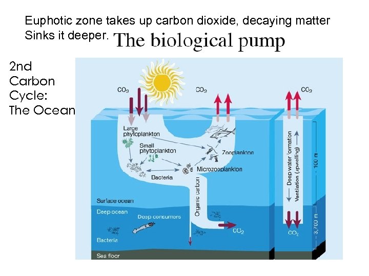 Euphotic zone takes up carbon dioxide, decaying matter Sinks it deeper. 2 nd Carbon