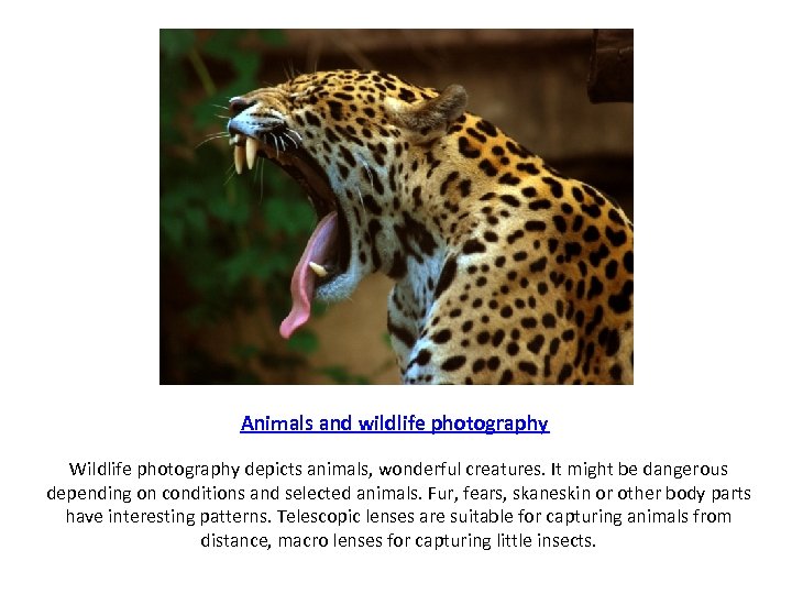 Animals and wildlife photography Wildlife photography depicts animals, wonderful creatures. It might be dangerous