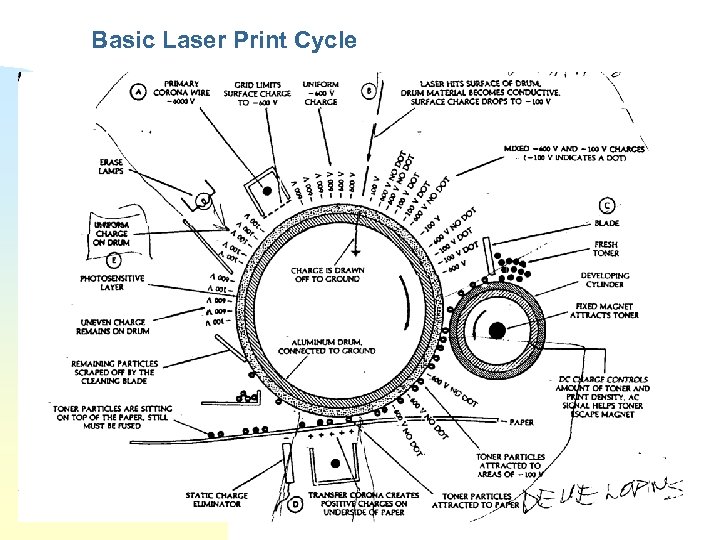 Basic Laser Print Cycle 