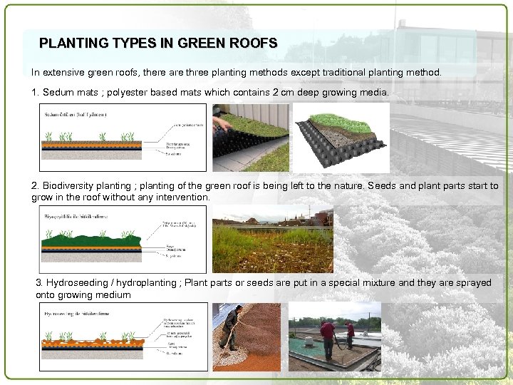 PLANTING TYPES IN GREEN ROOFS In extensive green roofs, there are three planting methods