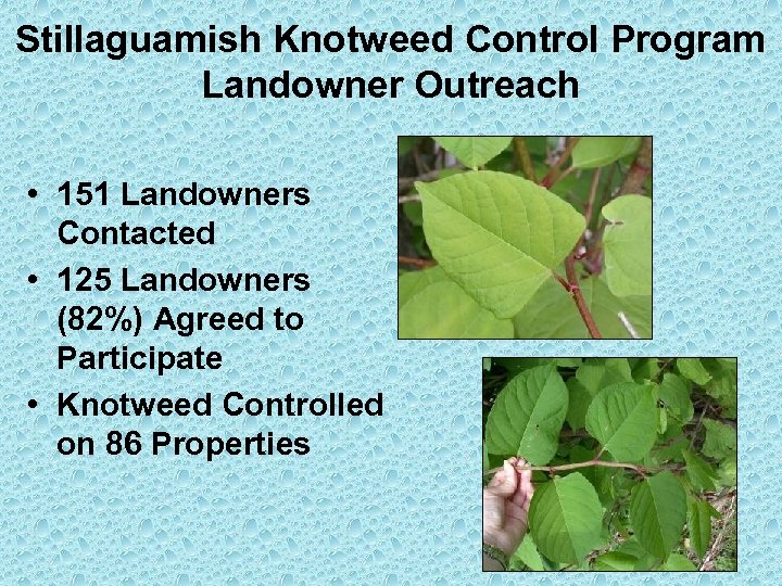 Stillaguamish Knotweed Control Program Landowner Outreach • 151 Landowners Contacted • 125 Landowners (82%)