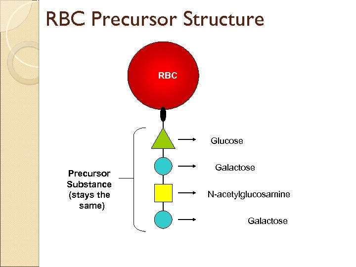 RBC Precursor Structure RBC Glucose Precursor Substance (stays the same) Galactose N-acetylglucosamine Galactose 