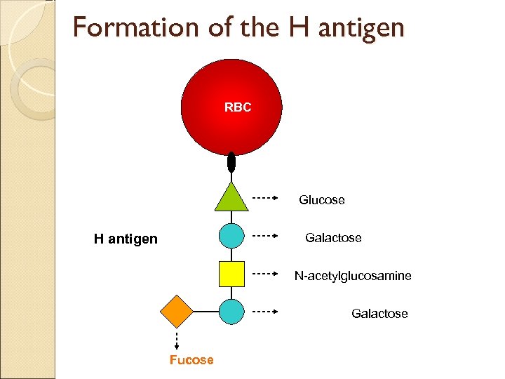 Formation of the H antigen RBC Glucose Galactose H antigen N-acetylglucosamine Galactose Fucose 