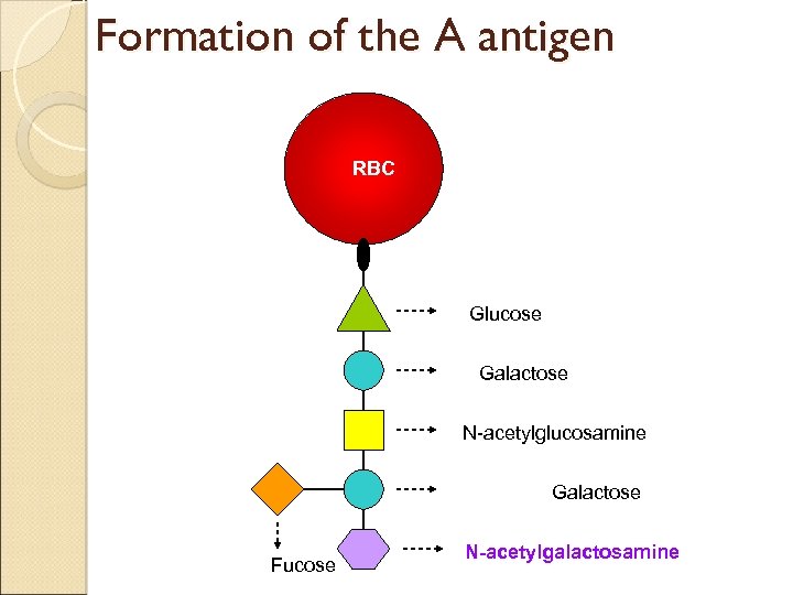 Formation of the A antigen RBC Glucose Galactose N-acetylglucosamine Galactose Fucose N-acetylgalactosamine 