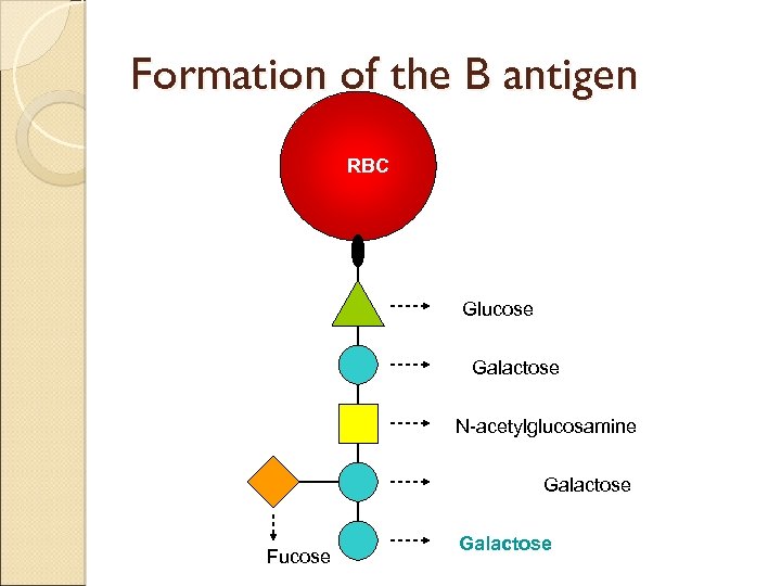 Formation of the B antigen RBC Glucose Galactose N-acetylglucosamine Galactose Fucose Galactose 