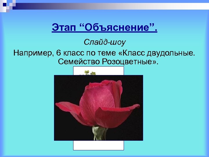 Этап “Объяснение”. Слайд-шоу Например, 6 класс по теме «Класс двудольные. Семейство Розоцветные» . 
