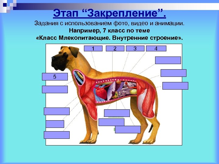 Этап “Закрепление”. Задания с использованием фото, видео и анимации. Например, 7 класс по теме