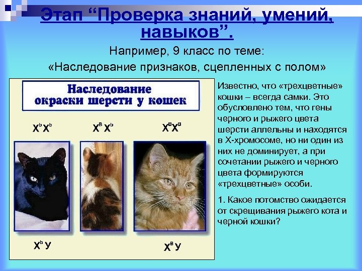 Этап “Проверка знаний, умений, навыков”. Например, 9 класс по теме: «Наследование признаков, сцепленных с
