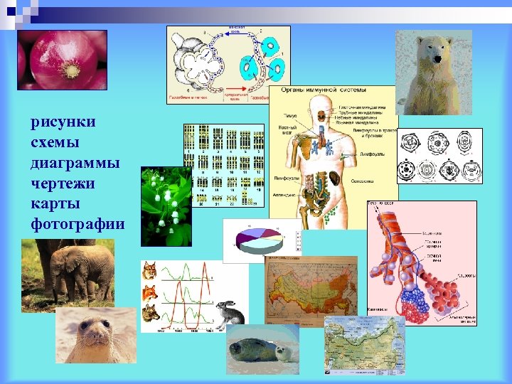 рисунки схемы диаграммы чертежи карты фотографии 