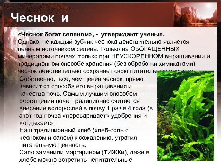 Чеснок и селенбогат селеном» , - утверждают ученые. «Чеснок Однако, не каждый зубчик чеснока