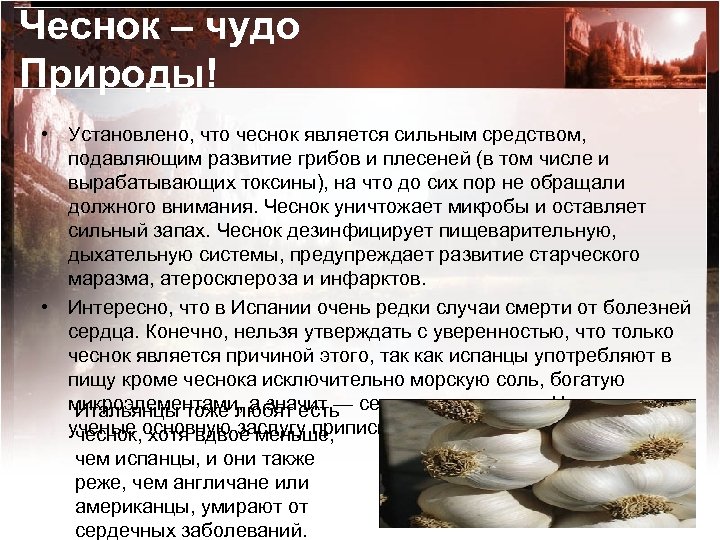 Чеснок – чудо Природы! • Установлено, что чеснок является сильным средством, подавляющим развитие грибов