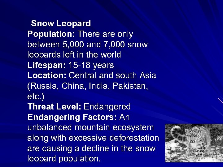  Snow Leopard Population: There are only between 5, 000 and 7, 000 snow