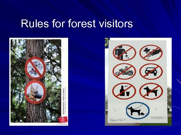 Rules forest visitors 