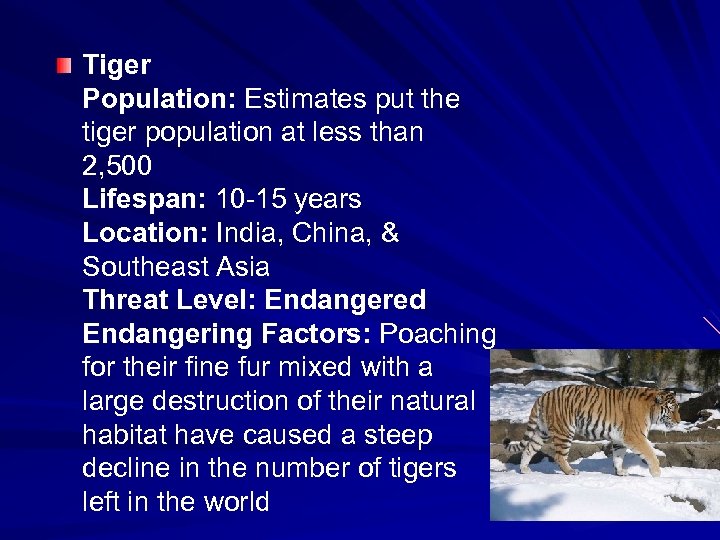Tiger Population: Estimates put the tiger population at less than 2, 500 Lifespan: 10