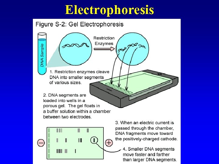 Electrophoresis 