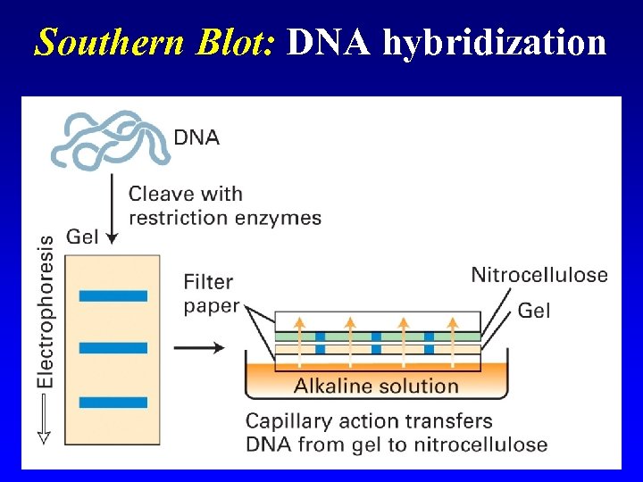 Southern Blot: DNA hybridization 