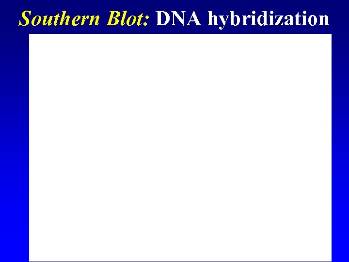 Southern Blot: DNA hybridization 