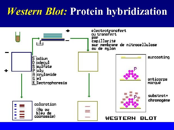Western Blot: Protein hybridization 
