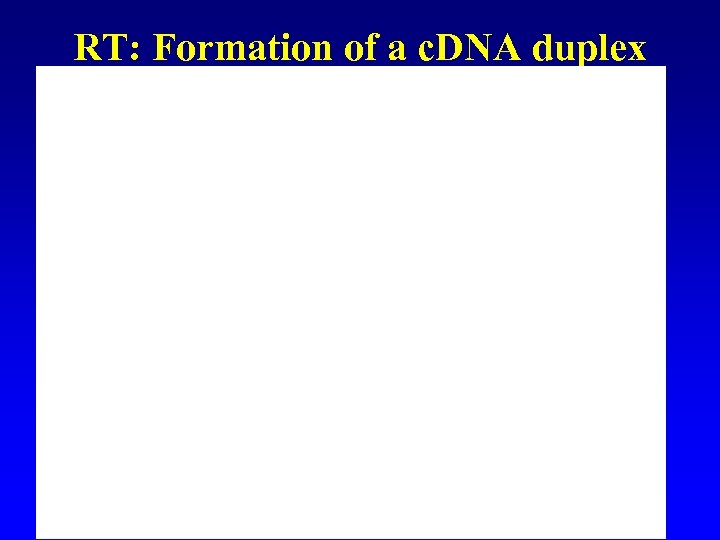 RT: Formation of a c. DNA duplex 