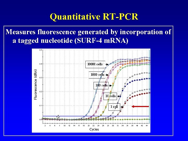 Quantitative RT-PCR Measures fluorescence generated by incorporation of a tagged nucleotide (SURF-4 m. RNA)