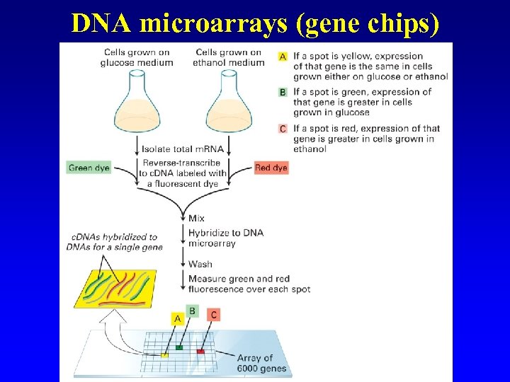 DNA microarrays (gene chips) 